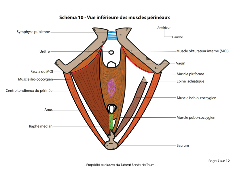 schéma turorés les gros bgs.PNG