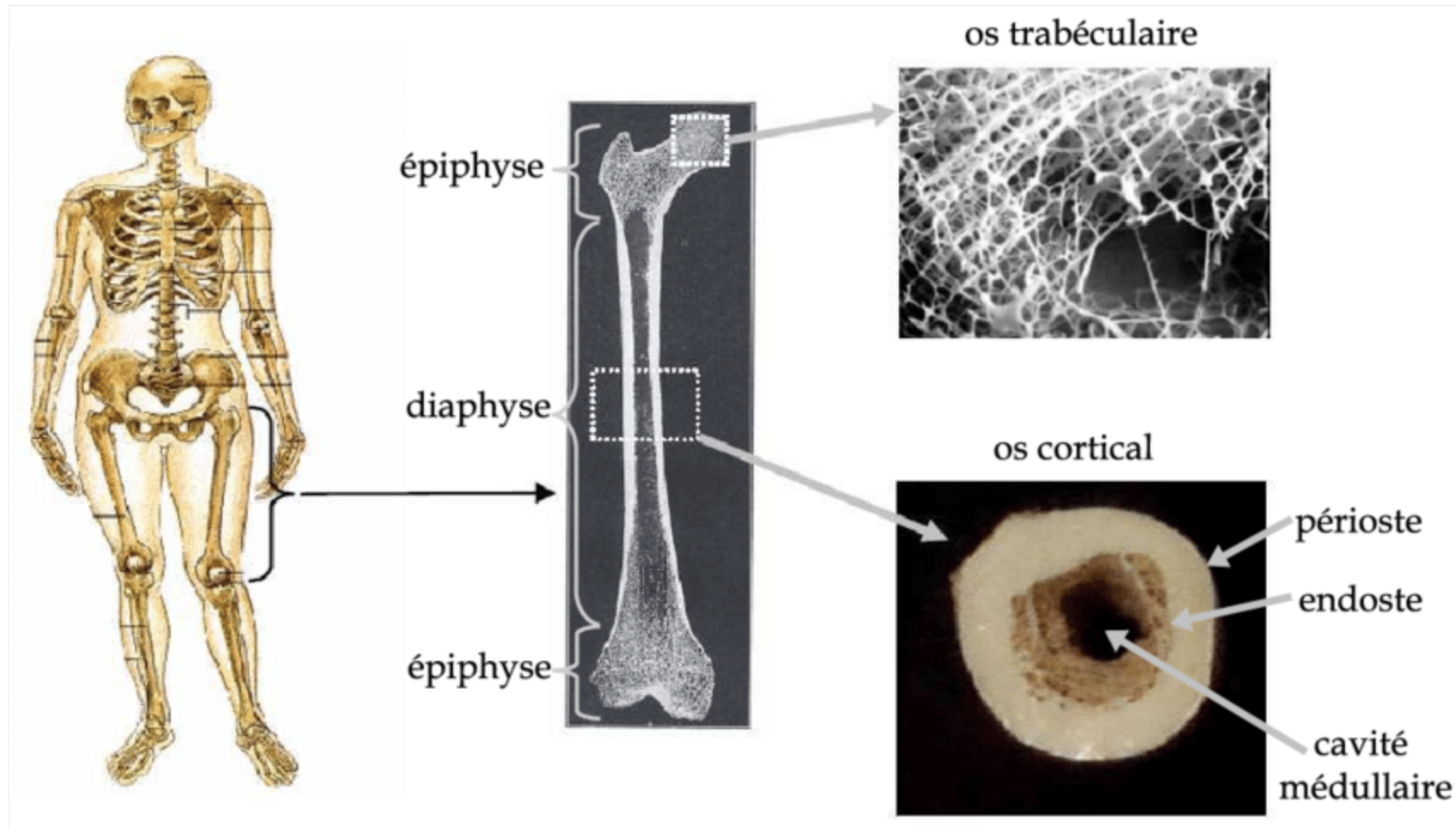 Capture d’écran 2026-02-10 à 10.12.51.png