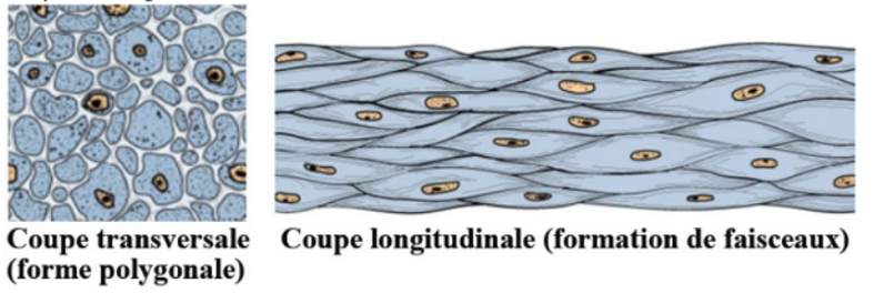 différence coupe.png