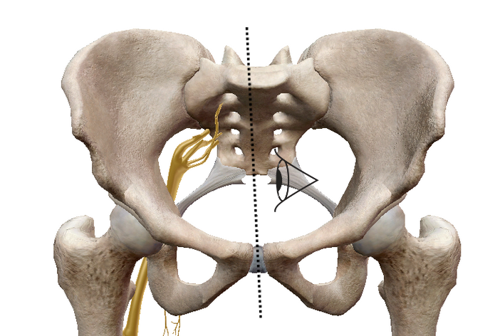 pelvis vue anterieure pour médiale.png