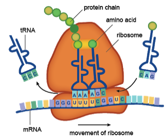 ribosome AP.PNG