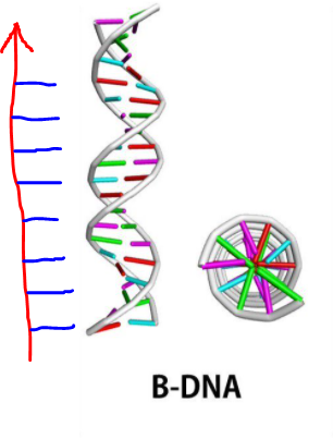 ADN B.PNG