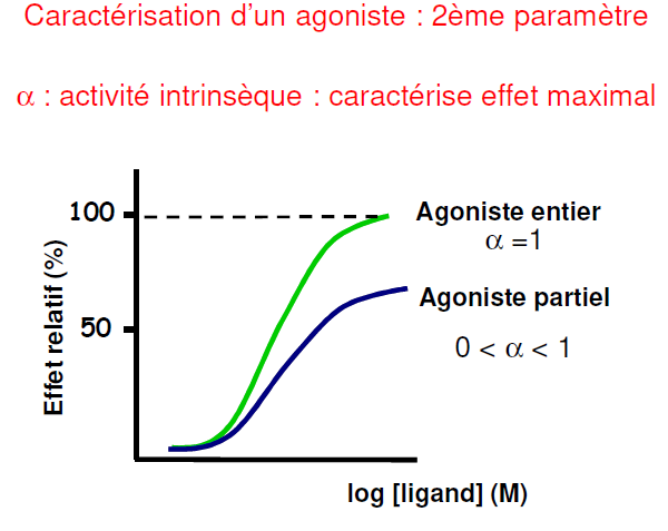 Activité intrinsèque.PNG