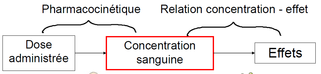 Phamacocinétique-dynamie.PNG