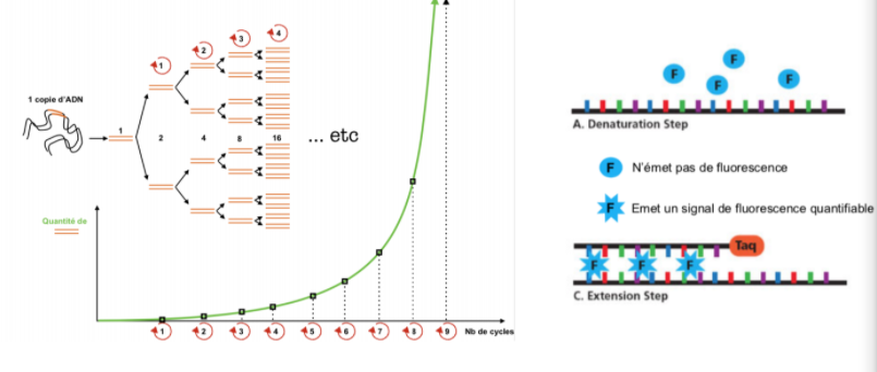 QPCR.PNG
