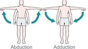 adduction.jpeg