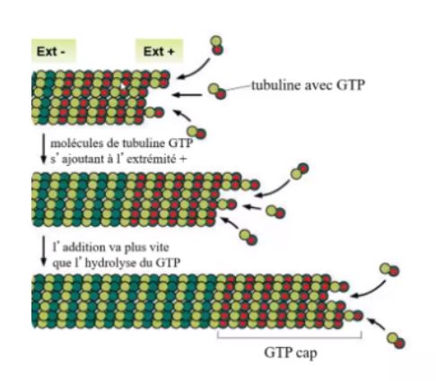 polymérisation.JPG