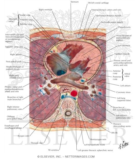 Coupe transversale coeur netter planche 230.jpg