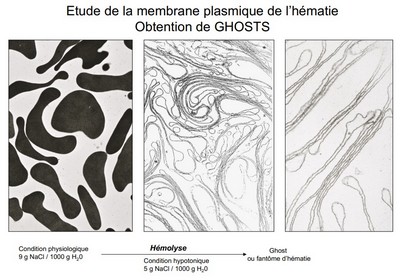 Ghost d'hématie (forum).jpg