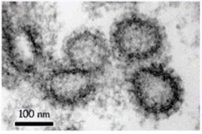 clathmet.JPG