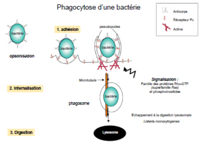 Phagocytose y.png