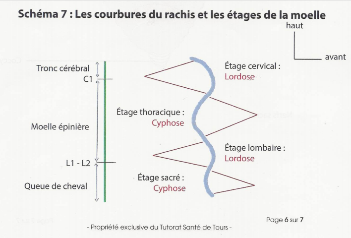 Schéma lordose cyphose.PNG