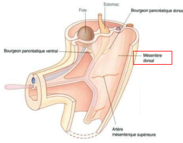 mésogastre dorsal.png