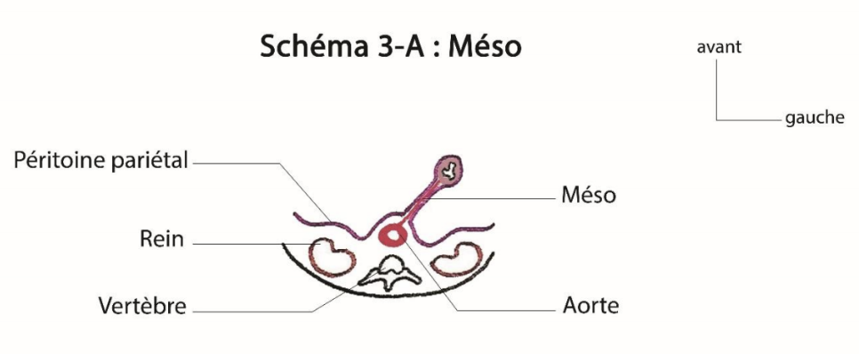 coupe axiale abdomen.png