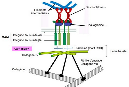 Hémidesmosome (forum).jpg