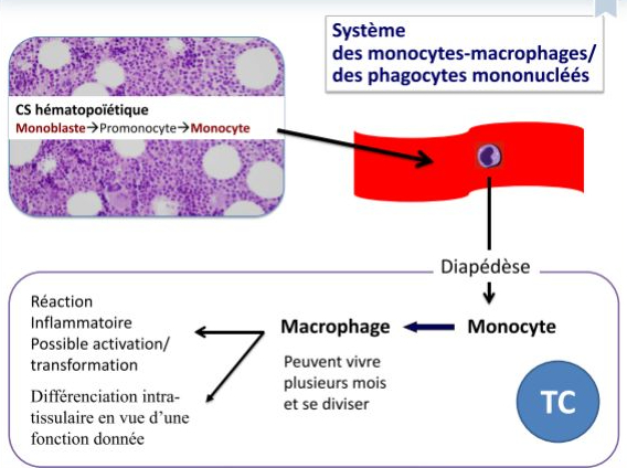 monocytemacrophage.jpg